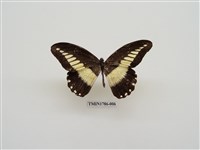 藏品(南非蝴蝶(二))的圖片